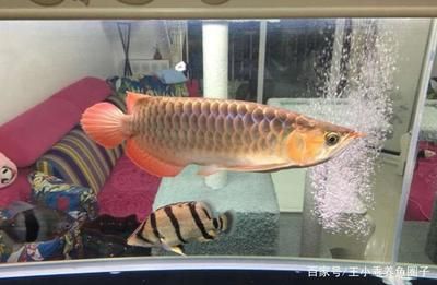 紅龍魚與什么魚混養最佳：紅龍魚與什么魚混養最佳紅龍魚與什么魚混養最佳
