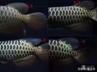 龍魚的珠鱗全部亮起是什么意思：龍魚的珠鱗全部亮起在龍魚養殖和鑒賞中是一個重要的標準