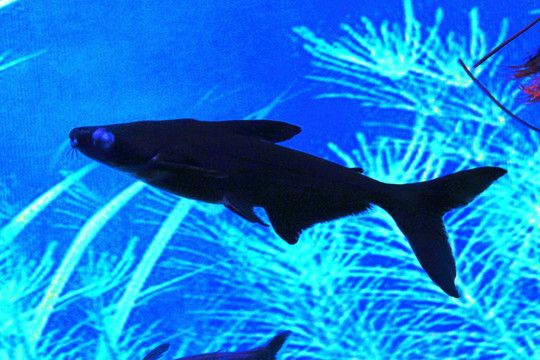 淡水鯊魚可以和龍魚混養嗎：淡水鯊魚可以和龍魚混養嗎？ 淡水鯊魚可以和龍魚混養嗎：淡水鯊魚可以和龍魚混養嗎？ 龍魚百科 第3張