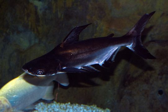 淡水鯊魚可以和龍魚混養嗎:淡水鯊魚可以和龍魚混養嗎? 龍魚百科 第2張 淡水鯊魚可以和龍魚混養嗎:淡水鯊魚可以和龍魚混養嗎? 淡水鯊魚可以和龍魚混養嗎:淡水鯊魚可以和龍魚混養嗎? 龍魚百科 第2張