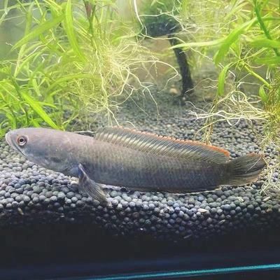 有冷水龍魚嗎怎么養好：冷水魚的養殖注意事項