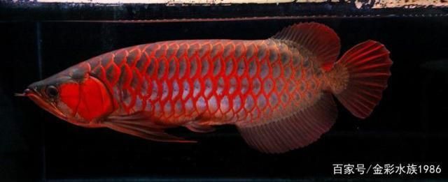 龍魚繁殖方式：如何判斷龍魚配對成功 龍魚繁殖方式：如何判斷龍魚配對成功 龍魚百科 第4張