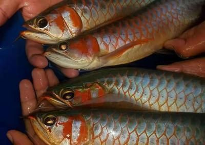 紅龍魚漁場排名前十名：紅龍魚市場概況以及其特點 紅龍魚漁場排名前十名：紅龍魚市場概況以及其特點 龍魚百科 第2張