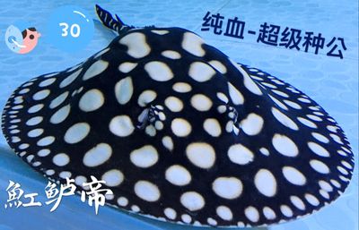 純血皇冠黑白魟魚(yú)的市場(chǎng)行情，純血皇冠黑白魟魚(yú)市場(chǎng)價(jià)格對(duì)比分析 純血皇冠黑白魟魚(yú)的市場(chǎng)行情，純血皇冠黑白魟魚(yú)市場(chǎng)價(jià)格對(duì)比分析 龍魚(yú)百科 第5張
