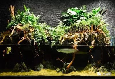 龍魚 水草（龍魚與水草的共生關系如何通過科學的方法優化這一生態平衡）