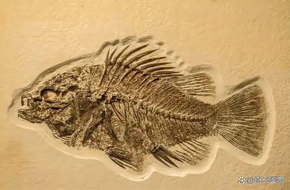 云南龍魚化石圖片 云南龍魚化石圖片 龍魚百科 第24張