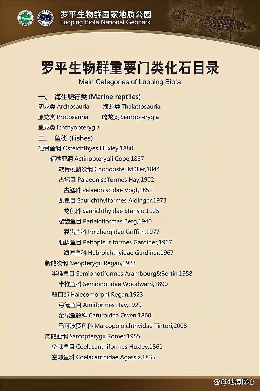 云南龍魚化石圖片 云南龍魚化石圖片 龍魚百科 第23張
