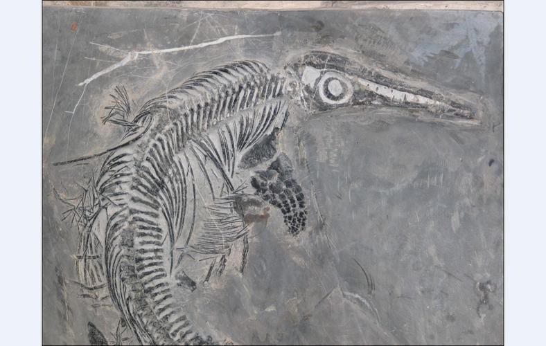 云南龍魚化石圖片 龍魚百科 第2張 云南龍魚化石圖片 云南龍魚化石圖片 龍魚百科 第2張