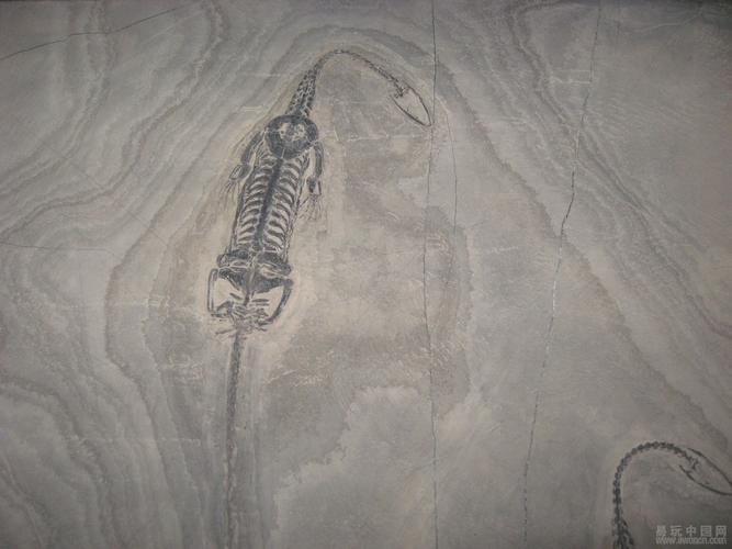 云南龍魚化石圖片 龍魚百科 第9張 云南龍魚化石圖片 云南龍魚化石圖片 龍魚百科 第9張