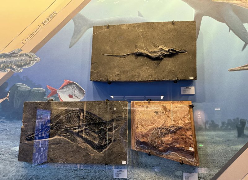 云南龍魚化石圖片 云南龍魚化石圖片 龍魚百科 第25張