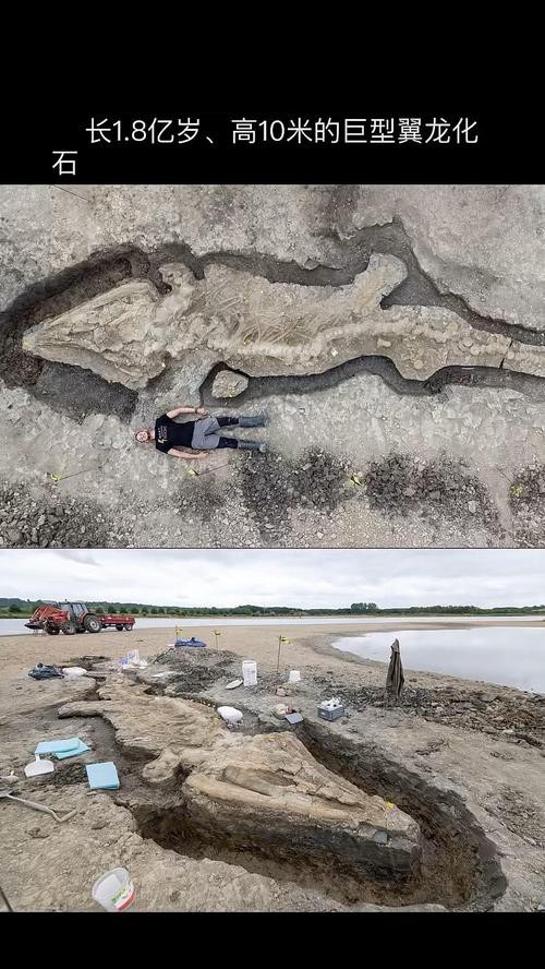 云南龍魚化石圖片 龍魚百科 第17張 云南龍魚化石圖片 云南龍魚化石圖片 龍魚百科 第17張