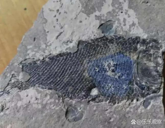 云南龍魚化石圖片 龍魚百科 第19張 云南龍魚化石圖片 云南龍魚化石圖片 龍魚百科 第19張