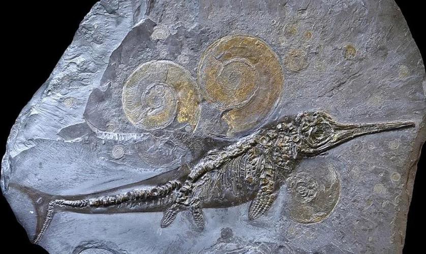 云南龍魚化石圖片 龍魚百科 第8張 云南龍魚化石圖片 云南龍魚化石圖片 龍魚百科 第8張