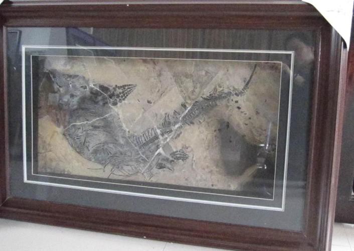 云南龍魚化石圖片 龍魚百科 第15張 云南龍魚化石圖片 云南龍魚化石圖片 龍魚百科 第15張