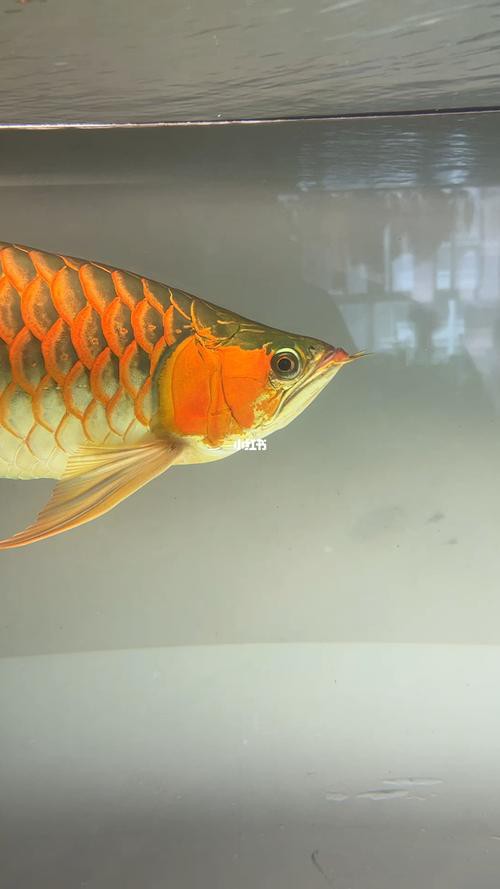 紅龍魚圖片高清 頭像女孩