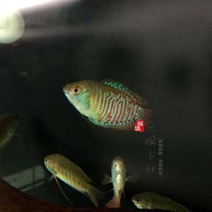黃曼龍魚怕什么魚【維導龍魚怕什么魚】