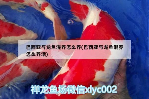 巴西亞魚與龍魚混養技巧，巴西亞魚與龍魚混養的技巧