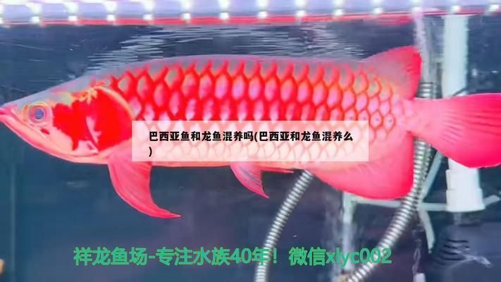 巴西亞魚與龍魚混養技巧，巴西亞魚與龍魚混養的技巧