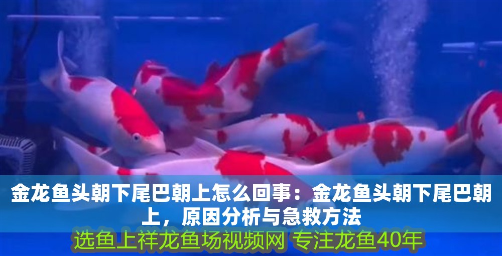 金龍魚頭朝下尾巴朝上怎么回事：金龍魚頭朝下尾巴朝上，原因分析與急救方法