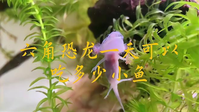 六角龍魚吃多少魚飼料 六角龍魚吃多少魚飼料 龍魚百科 第2張