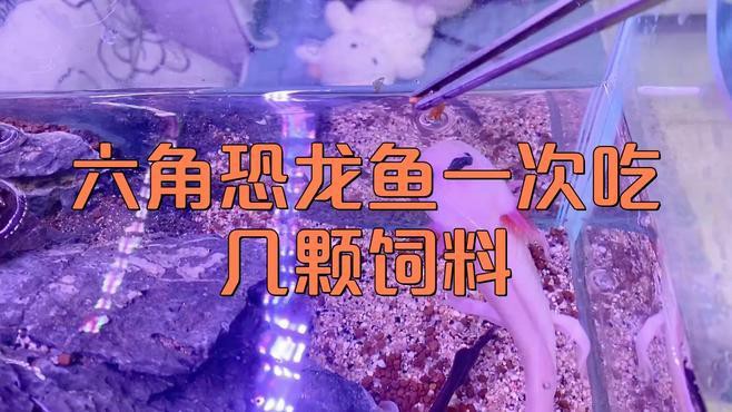 六角龍魚吃多少魚飼料 六角龍魚吃多少魚飼料 龍魚百科 第1張