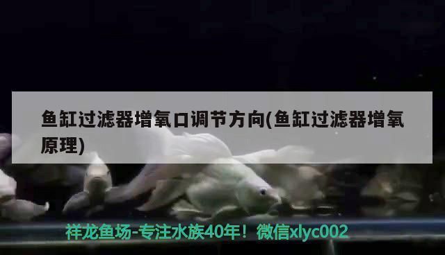 魚缸過濾器增氧口出水不出氧，如何維護魚缸過濾器延長使用壽命 魚缸過濾器增氧口出水不出氧，如何維護魚缸過濾器延長使用壽命 龍魚百科 第1張