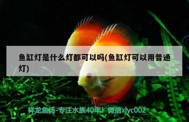 魚缸過濾器增氧口出水不出氧，如何維護魚缸過濾器延長使用壽命 魚缸過濾器增氧口出水不出氧，如何維護魚缸過濾器延長使用壽命 龍魚百科 第5張