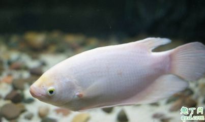 龍魚和招財(cái)魚打架的影響（龍魚和招財(cái)魚打架會(huì)導(dǎo)致不良后果嗎？）