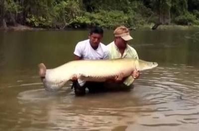 過背金龍魚10多斤（10多斤的過背金龍魚價格） 過背金龍魚10多斤（10多斤的過背金龍魚價格） 龍魚百科 第1張