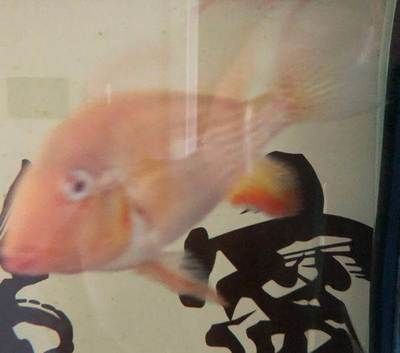 紅眼白子關刀魚苗市場價格（關于紅眼白子關刀魚苗的市場價格并沒有完全相關的直接回答）