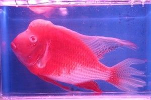 紅眼白子關刀魚苗市場價格（關于紅眼白子關刀魚苗的市場價格并沒有完全相關的直接回答）