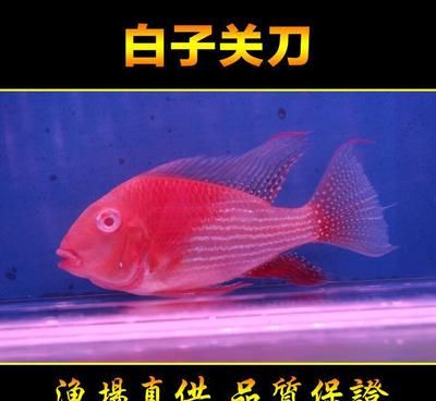 紅眼白子關刀魚苗市場價格（關于紅眼白子關刀魚苗的市場價格并沒有完全相關的直接回答）