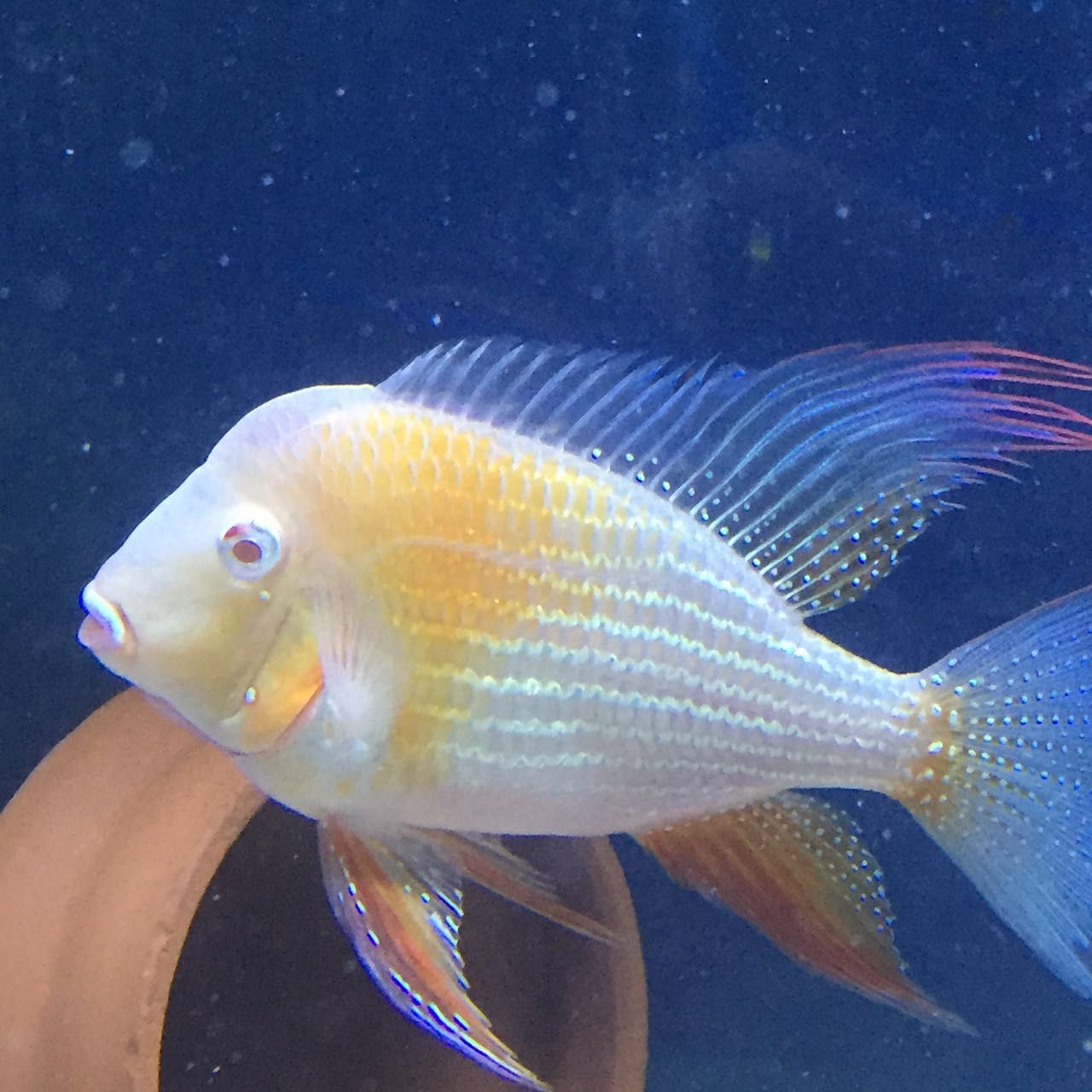 紅眼白子關刀魚苗市場價格（關于紅眼白子關刀魚苗的市場價格并沒有完全相關的直接回答）