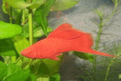 不常見的觀賞魚種類有哪些：不常見的觀賞魚種類