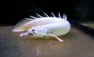 龍魚生小魚,還是產(chǎn)卵：關(guān)于龍魚繁殖的一些詳細(xì)信息