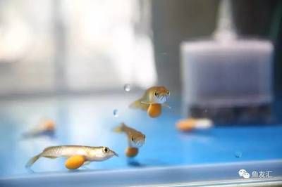 龍魚生小魚,還是產(chǎn)卵：關(guān)于龍魚繁殖的一些詳細(xì)信息