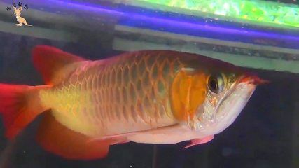金龍魚怎么區分魚是懷孕還是腹水：金龍魚是懷孕還是腹水