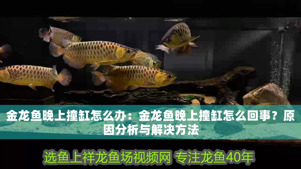 金龍魚晚上撞缸怎么辦：金龍魚晚上撞缸怎么回事？原因分析與解決方法