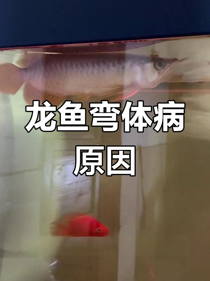 龍魚身體彎曲的原因有哪些？
