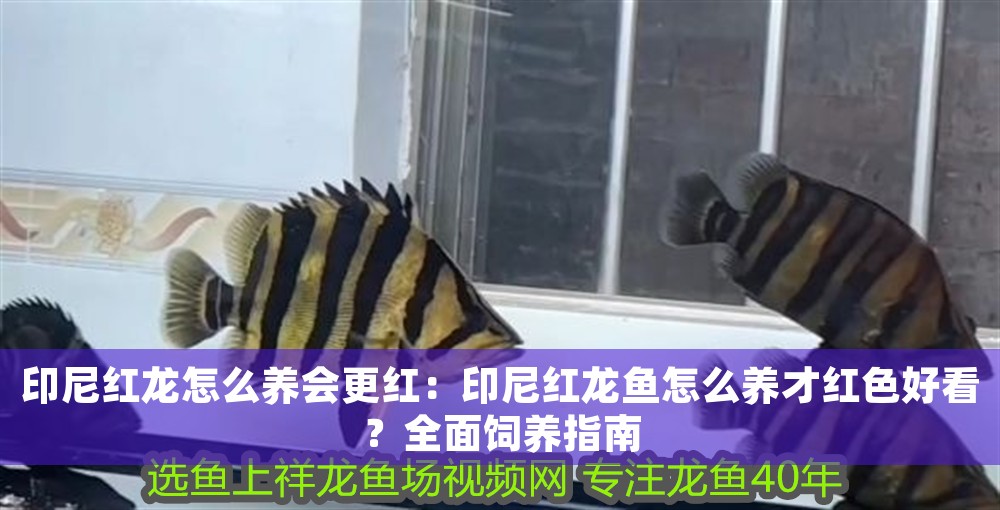 印尼紅龍?jiān)趺答B(yǎng)會(huì)更紅：印尼紅龍魚怎么養(yǎng)才紅色好看？全面飼養(yǎng)指南