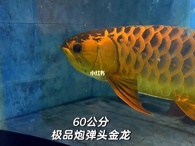 炮彈頭金龍魚的價格是多少？