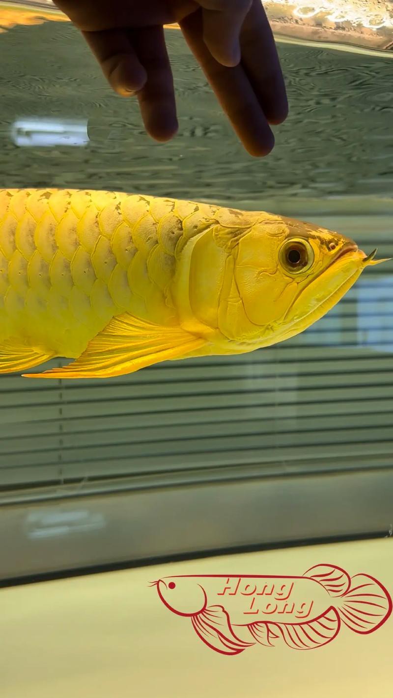 炮彈頭金龍魚的價格是多少？