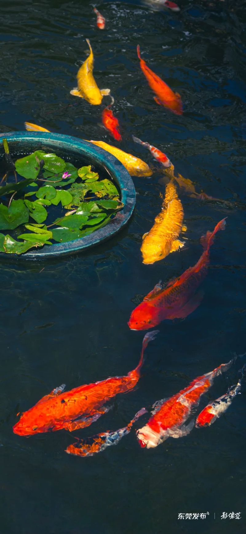 有哪些信譽良好的金龍魚場？ 有哪些信譽良好的金龍魚場？ 龍魚百科 第11張
