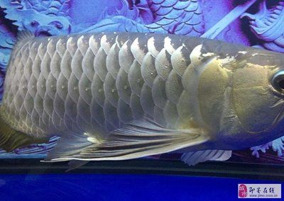 大金龍魚多少錢一條？（金龍魚一條多少錢一條）