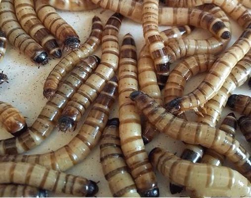 龍魚的食物是什么（龍魚幼魚的喂養技巧，龍魚的喂養技巧，）