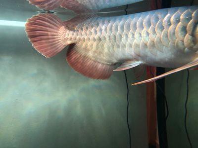 龍魚背部立鱗的原因和處理方法龍魚背部立鱗的原因和處理方法：關于龍魚背部立鱗的一些原因和處理方法