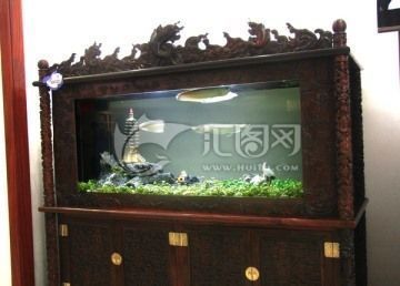 金龍魚為什么老是在缸底下游動