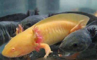 家里養(yǎng)八角龍魚好嗎【家庭飼養(yǎng)八角龍魚的注意事項(xiàng)】