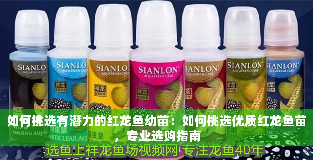 如何挑選有潛力的紅龍魚幼苗：如何挑選優質紅龍魚苗，專業選購指南