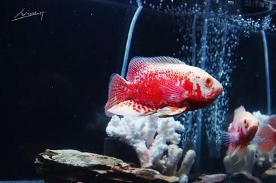 如何挑選有潛力的紅龍魚幼苗：如何挑選優質紅龍魚苗，專業選購指南